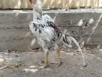 Chickens — zdjęcie 2