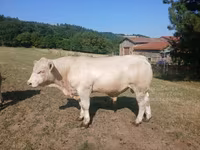 Bull, Charolais cattle — photo 5