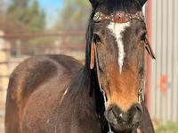 Horse (M), Mustang — photo 3