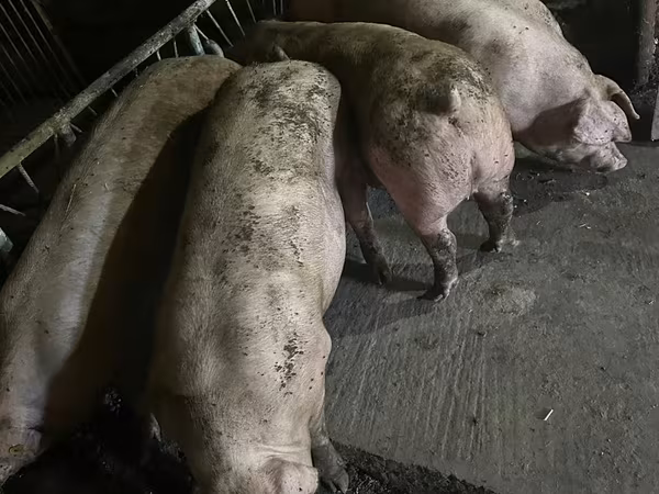 Boar, Pigs