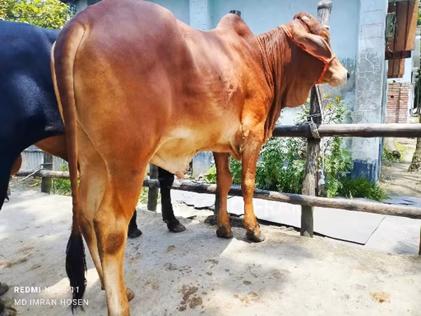 公牛, Cattle