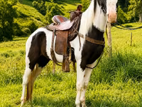 Horse (M), Appaloosa — photo 4