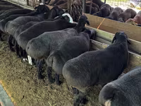 公羊, Sheep — 照片 6