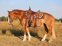 घोड़ा, Gypsy horse — फ़ोटो 3