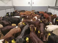 Toro, Ganado vacuno — foto 4
