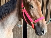 Mare, Rocky Mountain Horse — photo 4