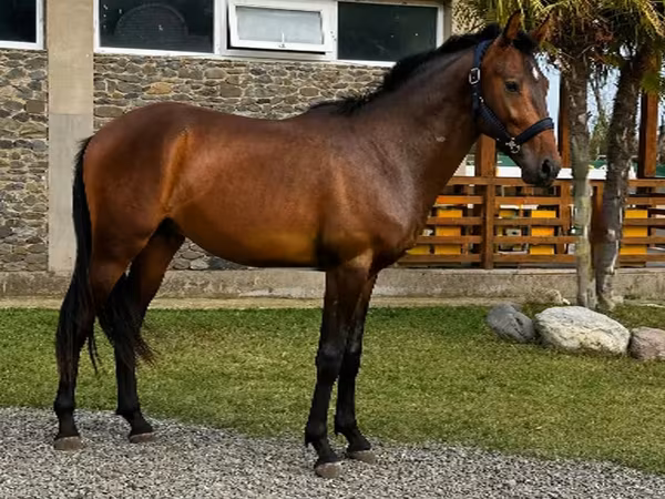 घोड़ा, Karachay horse
