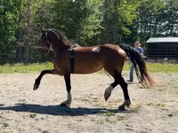 Mare, Dutch warmblood horse — photo 3
