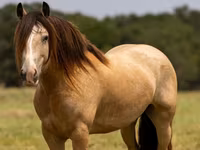 Horse (M), Gypsy horse — photo 2