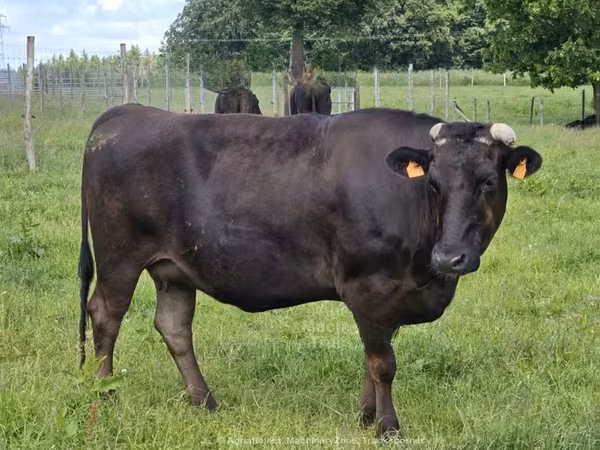 Cow, Wagyu