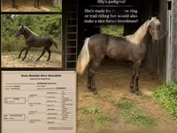 Mare, Rocky Mountain Horse — photo 1