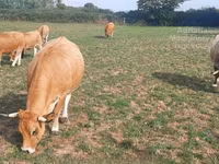 Cow, Aubrac cattle — photo 3