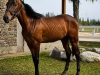 घोड़ा, Anglo-Arabian — फ़ोटो 2