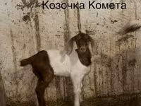 تيس, Kamori goats — الصورة 3