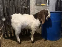 تيس, Kamori goats — الصورة 1
