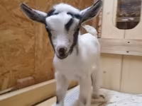 عنزة, Australian Miniature goats — الصورة 2