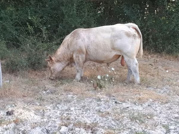 Charolais cattle