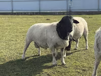 母羊, Dorper sheep — 照片 2