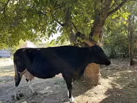 Kuh, Holstein-Rasse — Foto 4