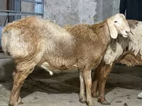 公羊, Sheep — 照片 1