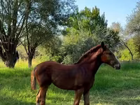 घोड़ी, Skyros Pony — फ़ोटो 3