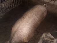 Locha, Дюрок — zdjęcie 5