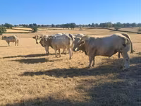 Bull, Cast cow — photo 4