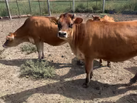 Корова, Джерсейская порода — фото 2