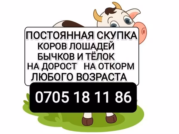 Cattle