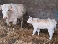 सांड, Charolais cattle — फ़ोटो 5