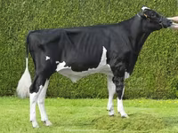 公牛, Holstein breed — 照片 2