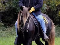 Mare, Rocky Mountain Horse — photo 2