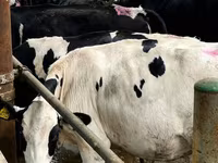Vaca, Swiss cattle — foto 5
