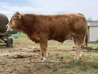 Bulle, Limousin-Kuh — Foto 1