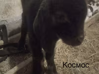 تيس, Kamori goats — الصورة 6