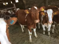 Vaca, Swiss cattle — foto 2