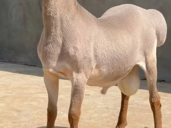 公羊, Rhon sheep