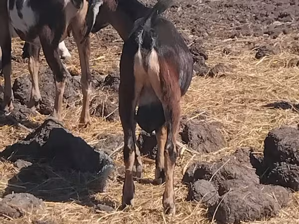 Kozioł, Kozy