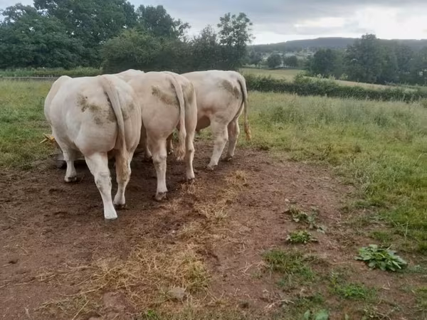 Bull, Charolais cattle — United Kingdom