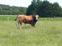 公牛, Partenaise cattle — 照片 5