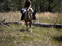 घोड़ा, Gypsy horse — फ़ोटो 7