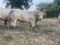 Bull, Charolais cattle — photo 3
