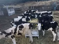 Cow, Cattle — photo 1