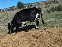Cow, Cattle — photo 5