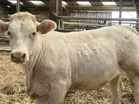 Vaca, Charolais cattle — foto 1