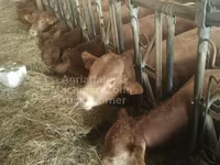 Bull, Limousin cow — photo 1