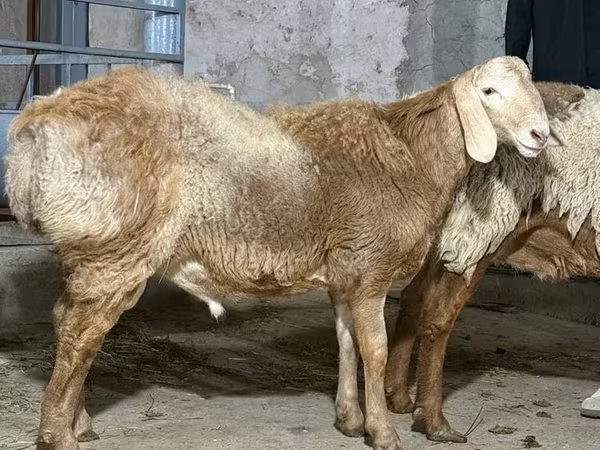 公羊, Sheep