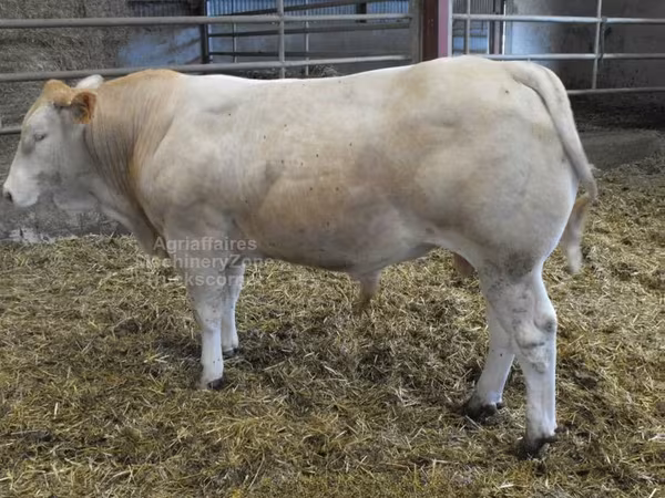 Blonde d’Aquitane cattle