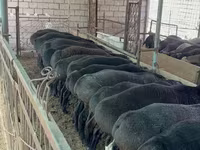 公羊, Sheep — 照片 6