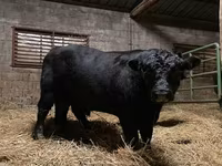 公牛, Aberdeen-Angus — 照片 6